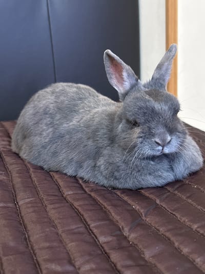 The image shows a grey rabbit resting on a brown quilted surface. The rabbit is positioned in the center of the frame, facing towards the right. Its eyes are partially closed, and its paws are tucked underneath its body. The background is out of focus, but appears to be a dark surface on the left and a lighter, possibly wooden surface on the right. There is no indication that this image was taken in Lloret De Mar, Spain.