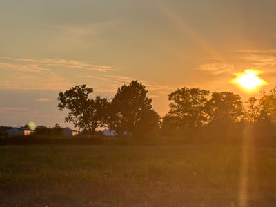 The image depicts a rural landscape at sunset, characterized by warm, golden light. Silhouetted trees dominate the mid-ground, their dark forms contrasting with the bright sky. In the distance, several buildings, possibly farm structures or industrial sheds, are visible, their roofs reflecting the setting sun. A field of tall grass fills the foreground, its texture softened by the low-angle sunlight. The sky is a gradient of orange and yellow, with wispy clouds and a distinct sunburst effect. There are no people or animals visible in the scene. The location is identified as Łazy, Poland.