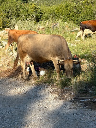 In Staro Slano, Bosnia and Herzegovina, an outdoor scene depicts three bovines in a sunlit, rural environment. In the foreground, a light brown cow, equipped with short horns and a dark neck collar, stands on a light gravel path with its head lowered, actively grazing on green grass. Its udder is visibly full. Directly behind this cow, the rear portion of a reddish-brown cow is partially visible, also engaged in grazing. Further to the right in the background, the hindquarters of a third cow, marked with brown and white patches, are visible among dense green and dry vegetation. The immediate ground consists of a light gravel path in the lower half of the frame, transitioning to rocky, grassy terrain. Beyond the grazing area, a lush green hillside densely covered with trees and foliage forms the background. The scene is illuminated by strong natural light, casting distinct shadows on the gravel path. Scattered rocks are present throughout the grassy areas, and some minor debris, including what appears to be discarded wooden fragments, is discernible in the background vegetation.