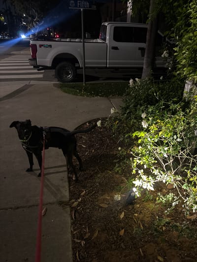 The image, taken at night in Coronado, United States of America, is oriented vertically and depicts a street scene with a dog, a parked truck, and illuminated bushes. In the foreground, a black dog wearing a collar and harness stands on a concrete sidewalk, tethered by a red leash extending towards the bottom-left. The dog is facing away from the viewer, looking towards the right side of the frame.

To the right of the dog and sidewalk is a garden area with dark mulch, sparse leaves, and green bushes featuring white flowers, brightly illuminated by a warm light source from the right, creating strong highlights and shadows.

On the left side of the image, a white Ford F-Series pickup truck (identified by an "F-X4" badge on its bed) is parked along the street. A dark utility pole with a street sign reading "Fifth ST 1100" is visible in front of the truck. The street surface is dark, with visible pedestrian crosswalk markings and bright light flares and reflections from distant light sources, indicating car headlights or streetlights. The scene is lit predominantly by artificial light, confirming it is nighttime. The weather appears clear. No other people are visible.