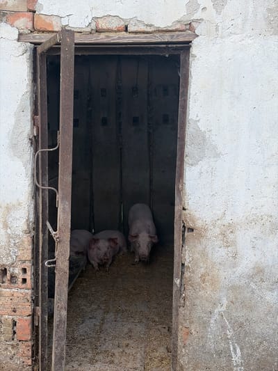 Three piglets huddle inside a caged enclosure. The enclosure, constructed of metal bars, is built into a brick and concrete structure, with white-painted concrete walls peeling and showing signs of age. The interior of the enclosure has a dirty floor with straw or hay. The location is identified as Brusen, Bulgaria. No people are visible.