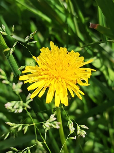 The image is a close-up, vertical shot of a vibrant yellow dandelion flower in full bloom, positioned slightly to the right of the center. The dandelion's petals are elongated and slightly curled, radiating outwards from a central disc. A small, dark insect is visible on the surface of the flower. Surrounding the dandelion is a lush green background of grass and foliage, with some blades of grass appearing in focus in the foreground, particularly on the left and bottom portions of the frame. These foreground blades of grass have small, developing seed heads, some with hints of pink or light purple coloration. The lighting suggests a sunny day, casting subtle shadows and highlighting the textures of the petals and leaves. The environment appears to be a natural outdoor setting, likely a meadow or grassy area. The image does not contain any people or buildings, and its specific location in Ичетовкины, Russia cannot be determined from the visual information provided.