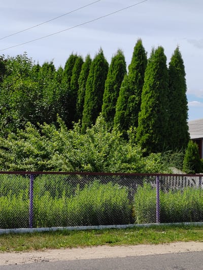 In Воўчынскі сельскі Савет, Belarus, an outdoor scene features a chain-link fence with a dark brown top rail and purple posts, positioned in front of dense green foliage. Behind the fence, a variety of lush green trees and bushes are visible, including a row of tall, conical evergreen trees. The ground in front of the fence is covered in grass, with a paved surface to the left. Overhead, two thin, parallel wires stretch across a pale blue sky with scattered clouds. The image appears to be a roadside view with a residential area or property behind the fence and trees.