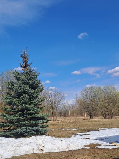 The image depicts a landscape in Ivashevo, Russia, with a bright blue sky dotted with scattered white clouds. In the foreground is a cluster of evergreen trees with dense, green foliage. Adjacent to the trees is a patch of melting snow on a grassy or dirt surface. In the background, there are deciduous trees with budding leaves, suggesting early spring. Faint bare branches from other trees are also visible. The groundcover appears to be brown and grassy, transitioning from snow-covered to exposed. The picture is taken from a low angle, with the trees obscuring the distant horizon. No people or animals are visible in the scene.