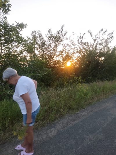 A woman with gray hair, wearing a white t-shirt and denim shorts, is bending down in a grassy area next to a paved road. She appears to be looking at or picking something near the ground. The sun is setting behind a line of trees in the background, casting a warm glow. The scene is likely outdoors in a rural or semi-rural setting. This location is in the village of Zherebkove, Ukraine.