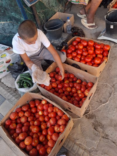 In Ko'kdala, Uzbekistan, a young boy wearing a white t-shirt and gray pants is sorting through produce at an outdoor market. He is crouched down next to several cardboard boxes filled with ripe red tomatoes. In front of him is a white plastic bag containing green cucumbers. His right hand, covered by a white gauze-like glove, reaches into the bag of cucumbers. To his left, another cardboard box is visible with a label that includes the word "FRESH" and an image of bananas. Behind the boy, a black bucket and a water bottle are on the ground. The market appears to be on a paved surface, with some cracked concrete and dirt visible. A black scale is positioned to the right of the scene, and in the background, a person's legs with white sandals are visible. The overall impression is a vendor at a local market preparing produce for sale.