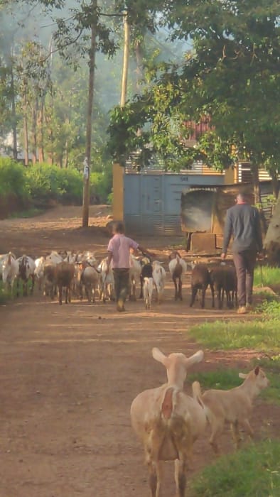 The scene, set in Longuo 'A', Tanzania, depicts two individuals herding a mixed-breed goat herd, estimated at 15-20 animals, along a reddish-brown dirt road under natural light. In the immediate foreground, two light-colored goats are partially visible; the closer animal faces away, exposing its back which shows a discolored or scarred area. Moving towards the midground, a person in a light pink shirt and dark trousers actively guides the main herd. A second person, dressed in a dark long-sleeved top and dark trousers, walks behind the herd, maintaining proximity. The goats exhibit various coat colors including white, brown, black, and spotted patterns; several smaller, younger goats are interspersed within the group. The background reveals a utility pole on the left and a structure with a blue metal gate and yellow-brown walls on the right. Abundant green trees and foliage flank the road and extend into the distance. A faint white plume, possibly smoke or haze, is present in the upper left quadrant of the background.