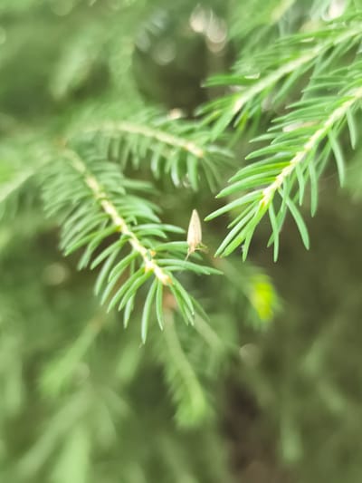 This is a close-up, macro photograph of a pine branch with a small, light-colored insect perched on one of its needles. The branch is a vibrant green, and its needles are sharply focused, creating a sense of depth. The background is a soft, blurred green, suggesting a natural, outdoor setting. The overall impression is one of delicate detail and the small wonders of nature. The image does not provide any information that would allow for its location in Triberg im Schwarzwald, Germany to be determined.