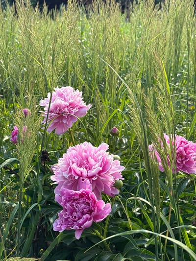 This media file depicts a close-up, vertical view of a garden scene filled with lush green foliage and several vibrant pink peonies in bloom. The flowers are the primary subjects, with their ruffled petals and bright color standing out against the softer greens of the surrounding plants and grass. Interspersed among the flowers are tall stalks of grass or seed heads, adding texture and depth to the composition.

The setting appears to be a natural, outdoor environment, likely a garden or a meadow, given the presence of both cultivated flowers and wild grasses. The lighting suggests it is daytime, with soft sunlight illuminating the scene, highlighting the dew drops on the petals and grass blades, and creating a gentle glow. The overall mood is serene and natural, evoking the beauty of a summer garden. No people or specific objects are visible, only the flora. No text is present in the image. The location context is Solnechnyi, Russia.