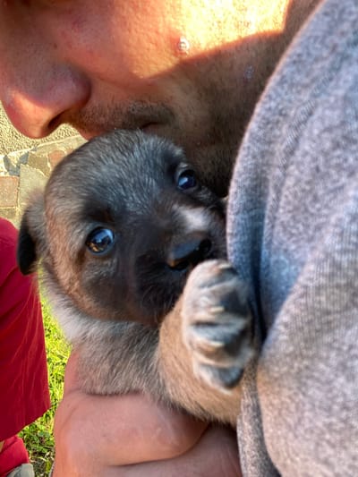 A close-up, outdoor shot shows a person holding a small puppy. The puppy, with dark fur around its eyes and ears and lighter fur on its body, is nestled into the person's gray shirt. The puppy's front paw is visible, resting near its face. The person's face is partially visible in the upper left, with sunlight illuminating their skin. Behind the puppy and person, a rough, light-colored wall and green grass can be seen. The overall scene suggests a warm, sunny day. The location is identified as Ihnatpil, Ukraine.