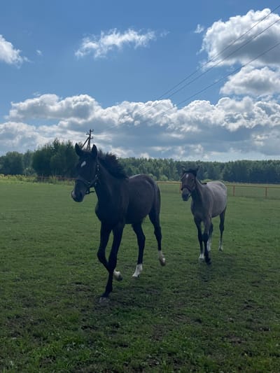 Two horses are in a grassy field under a cloudy blue sky. The horse in the foreground is black and facing the left, with its head turned towards the camera. It is wearing a bridle and has a white marking on its forehead. The second horse, to the right and slightly behind, is gray and facing the camera. It is also wearing a bridle. The field is green with some patches of dirt. In the background, there is a line of trees and a fence. Overhead, power lines are visible against the sky. The scene appears to be in a rural area, possibly a farm or pasture, in Kurtsevo (Kovriginskii S/S), Russia.