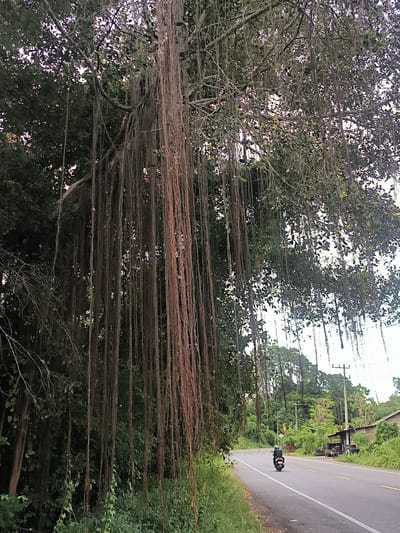 A wide shot captures a tropical roadside scene in Lamtamot, Indonesia, dominated by a large tree with an extensive network of long, slender aerial roots cascading downwards on the left, resembling a banyan tree. These roots create a dense curtain, partially obscuring the background foliage on that side.
An asphalt road, with a solid white line on its left edge and a double yellow line near the center, curves gently to the right, receding into the distance. A person wearing a dark helmet and clothing rides a black scooter away from the viewer on the right side of the road.
To the right of the road, further down, a rustic, low-slung wooden building with a dark roof is visible amidst lush greenery. Stacks of tires are placed near this structure, suggesting a small repair shop or roadside stand. Utility poles and power lines run parallel to the road on this side.
The background consists of dense, verdant tropical vegetation, with numerous trees and bushes forming a rich green backdrop. The sky is bright, indicating daytime conditions. The overall atmosphere is calm, depicting daily life in a lush, rural environment. No visible text is present.