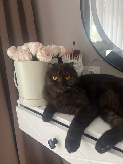 The image shows a dark-furred cat with orange eyes lying on a white dresser. In the background, there is a bouquet of light pink roses in a pale green hatbox. To the right of the roses, a white holder contains makeup brushes. A large, oval mirror is visible in the upper right corner, reflecting the room. The dresser has a textured surface and a black knob on a drawer. The scene appears to be indoors, possibly in a bedroom or dressing area. The specific location in the city of Aksu, Kazakhstan, is not determinable from the image alone.