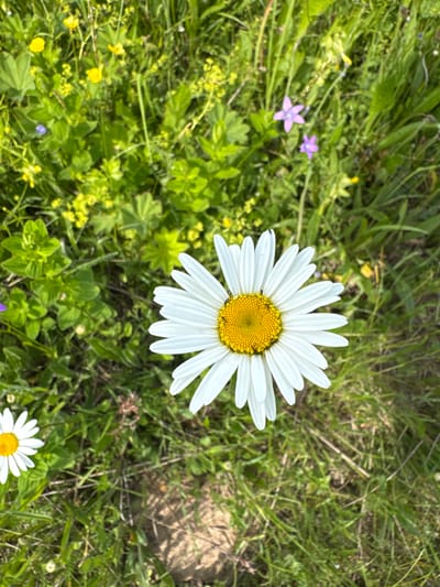 This is a close-up, eye-level, outdoor photograph of a meadow in Lupug, Russia. The scene is dominated by a large white daisy with a yellow center, positioned in the foreground and slightly to the right of the frame. The daisy's petals are pointed and have a slight curve. The center of the daisy is a cluster of small yellow florets.
The daisy is surrounded by lush green grass and other wildflowers. To the left of the large daisy, there is a smaller daisy, also white with a yellow center, partially visible at the bottom left corner of the image. In the background and scattered throughout the meadow are various green plants, some with small yellow flowers, and a few small purple flowers. The lighting suggests it is daytime, likely sunny, casting some shadows on the ground. There are no people visible in the image. The overall impression is one of a natural, wild meadow.