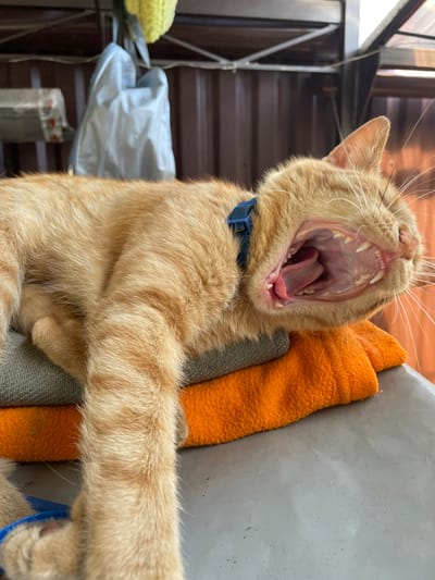 An orange tabby cat is lying down on a stack of two towels, one grey and one orange, with its mouth wide open in a yawn. The cat is wearing a blue collar. In the background, there is a brown corrugated metal fence and some objects hanging from a metal structure above, including a yellow knitted item and a white plastic bag. The scene appears to be outdoors, possibly in a yard or on a patio, in Vysokyi, Ukraine.
