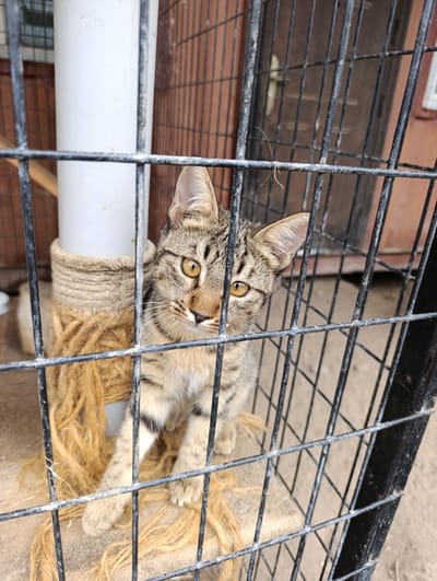 A tabby kitten is peering through the bars of a black metal cage. The kitten is positioned in the center of the frame, with its head and shoulders visible. It has distinctive tabby markings on its face and body, with striking yellow eyes. The kitten is sitting on a rough, light-colored surface, possibly concrete or dirt, which is partially covered with loose, light brown fibers, possibly from a scratching post. Behind the kitten, a thick white cylindrical object, possibly a pipe or post, is wrapped with coarse, light brown rope. The cage bars are the most prominent foreground element, creating a grid pattern over the scene. In the background, a reddish-brown wall with vertical slats is visible, along with a dark metal door or gate. The environment appears to be outdoors, potentially in a shelter or enclosure. The location is identified as Novopokrovka, Kyrgyzstan. There are no people or overt actions depicted in the image, only the static scene of the kitten within its enclosure.