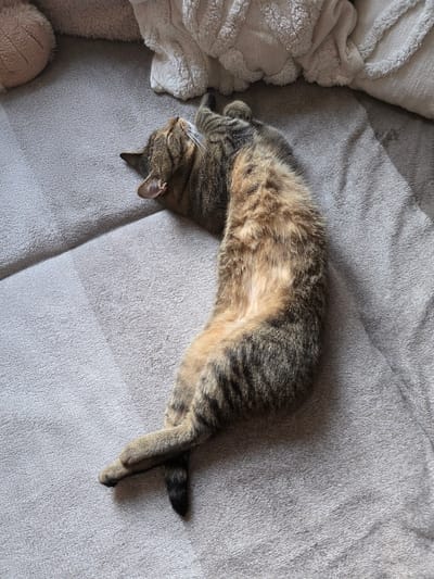 A tabby cat is sleeping on a grey, textured surface, possibly a couch or bed, with plush blankets in the background. The cat is lying on its back with its legs crossed and its head tilted back. The environment appears to be indoors. There is no discernible information in the image to suggest its location in the city of Brzeg, Poland.