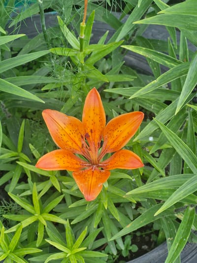 The image shows a top-down view of an orange lily flower with dark spots, surrounded by vibrant green leaves. The lily is in full bloom, with its petals spread open, revealing the stamen and pistil at its center. The leaves are long, narrow, and pointed, typical of a lily plant. Some of the leaves have a slightly glossy appearance, suggesting they are healthy and well-watered.
The background is a mix of the lily's foliage and some darker, out-of-focus elements that could be soil or other garden materials. There's a hint of a black, cylindrical object in the upper left corner, possibly a garden hose or a planter edge. The lighting appears to be natural daylight, possibly mid-morning or afternoon, casting soft shadows and highlighting the colors of the flower and leaves. The overall impression is one of natural beauty and tranquility, with the focus solely on the intricate details of the blooming lily. There is no visible text in the image.
