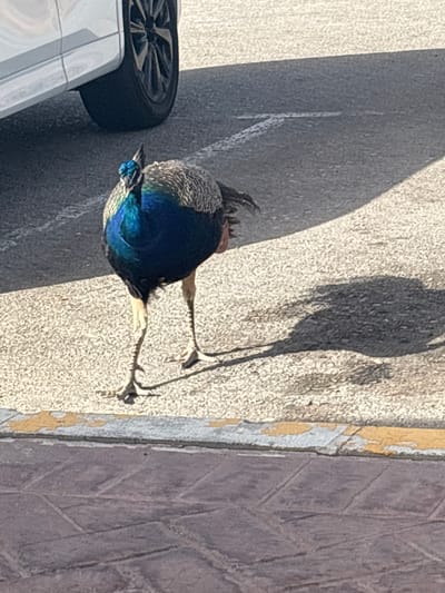 A male peacock is walking on a paved surface. The peacock has vibrant blue and green plumage on its neck and chest, and grey and brown feathers on its body and wings. Its legs are thin and yellowish. The peacock is facing towards the viewer, with its head slightly tilted. In the background, a portion of a white car with a black wheel is visible on the left. The ground is made up of asphalt with some painted markings. A curb with a yellow line is visible in the foreground. The scene appears to be outdoors, likely in an urban or suburban area. The image captures the peacock in motion, suggesting it is navigating its environment. The lighting suggests it is daytime, with a shadow of the peacock cast on the ground. There are no people visible in the image.