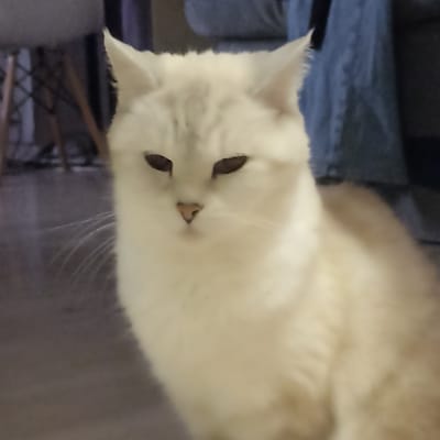 A close-up, slightly blurry photo shows a cream-colored cat with dark eyes and a pink nose sitting indoors. The cat is facing slightly away from the camera, with its head tilted downward, giving it a contemplative or perhaps sad expression. Its fur appears soft and fluffy, and its whiskers are visible. The background is out of focus, but suggests an indoor setting with furniture, including what looks like a chair with wooden legs on the left and a dark blue fabric behind the cat. The lighting appears to be artificial, with no indication of the time of day or weather. There is no visible text in the image. The scene evokes a quiet, domestic atmosphere.