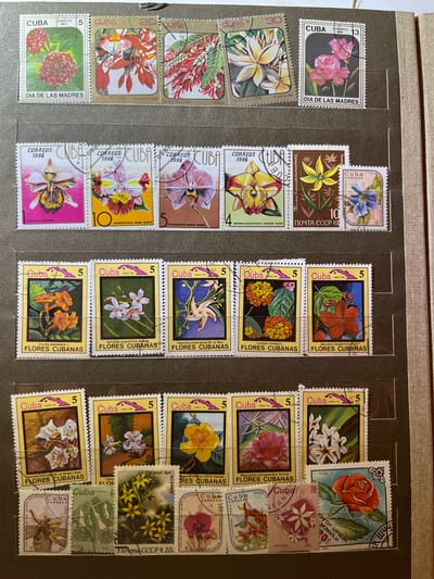 The image is a close-up, overhead shot of a page from a stamp album. The page is dark brown and contains several rows of postage stamps, primarily featuring floral designs. In the top row, there are four stamps. The first stamp, from CUBA 1985, displays two red, spherical flowers labeled "DIA DE LAS MADRES". The second stamp, also from CUBA, shows red and white flowers with green foliage and is labeled "FLORES DEL CARIBE". The third stamp, similar in design to the second, features red, elongated flowers. The fourth stamp, from CUBA 1985, depicts pink and white flowers with green leaves, labeled "DIA DE LAS MADRES". The second row from the top contains five stamps. The first stamp, from CUBA 1986, features a large, yellow and pink orchid with green and brown accents, labeled "CATTLEYA HARDYANA". The second stamp, also from CUBA 1986, displays a yellow, orange, and pink orchid, labeled "LAELIOCATTLEYA PRISM PALETTE". The third stamp, also from CUBA 1986, shows a pink orchid, labeled "PHALAENOPSIS MARGIT MOSES". The fourth stamp, from CCCP-19, features a yellow flower with green stems and leaves. The fifth stamp is a blue and purple flower with green foliage, labeled "CUBA FLORES DEL CARIBE". The third row from the top contains five stamps. The first stamp, from Cuba 1983, shows orange flowers with green leaves, labeled "Cordia sebestana L. FLORES CUBANAS". The second stamp, also from Cuba 1983, features small, light pink flowers with green leaves, labeled "Jalophpa angustifolia Grieseb. FLORES CUBANAS". The third stamp, from Cuba 1983, displays orange flowers with green foliage, labeled "FLORES CUBANAS". The fourth stamp, from Cuba 1983, shows yellow and orange flowers with green leaves, labeled "Lantana camara L. FLORES CUBANAS". The fifth stamp, from Cuba 1983, depicts a large red flower with green leaves, labeled "Jatropha integerrima Jacq. FLORES CUBANAS". The fourth row from the top contains five stamps and partially visible stamps below them. The first stamp, from Cuba 1983, features white flowers with green leaves, labeled "Kalmela ericoidea (Wr. ex Grieseb.) Small FLORES CUBANAS". The second stamp, from Cuba 1983, shows light purple flowers with green leaves, labeled "Tabeb. FLORES". The third stamp displays a yellow flower with green foliage and the text "Пусиный лук". The fourth stamp shows a pink orchid, labeled "phalaenopsis dendrobium". The fifth stamp is a red rose, labeled "ROSA" and "МОНГОЛ ШУУДАН MONGOLIA". Below these stamps are other stamps, some