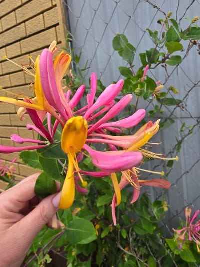 The image shows a close-up of a flowering honeysuckle vine. The flowers are a vibrant mix of pink and yellow, with long, tubular petals and prominent stamens. Some of the flowers are in full bloom, while others are still developing. The vine is growing against a chain-link fence, and behind that, a brick wall can be seen. A hand is visible in the lower left corner of the image, gently holding one of the flowers. The setting appears to be outdoors, possibly in a garden or yard. The image does not contain enough information to determine its specific location within Kalach-na-Donu, Russia.