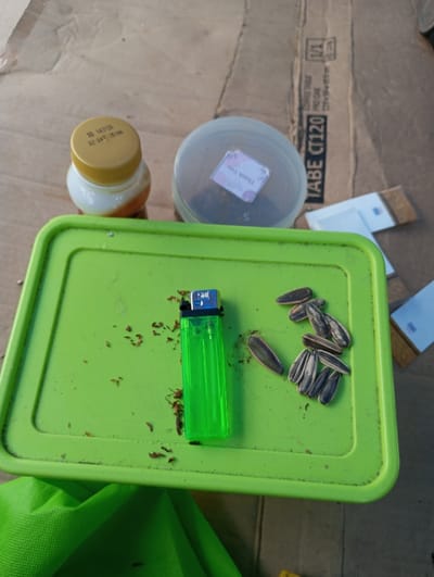The image depicts a collection of items arranged on a brown cardboard surface and a green plastic tray, located in Cibeureum, Indonesia. The central object on the green tray is a translucent green disposable lighter. To the left and below the lighter, small brown flakes of dried plant matter, consistent with loose tobacco, are scattered. To the right of the lighter, a cluster of approximately nine striped sunflower seeds in their shells rests on the tray.
In the upper-left, a small, clear or translucent plastic bottle with a yellow screw-cap contains a light-colored liquid; the cap displays the text "MB 143126" and "22 24T 251M". Adjacent to this bottle, a clear plastic container with a translucent lid holds dark, coarse material. A small white label with the word "Thank You" printed on it is affixed to the inside of this container's lid. In the upper-right corner, two small white packets or sachets are visible on the cardboard. A crumpled green fabric item is partially visible below the green tray, and a light-colored, possibly tiled or concrete, surface is to its immediate right. No individuals are present in the scene.