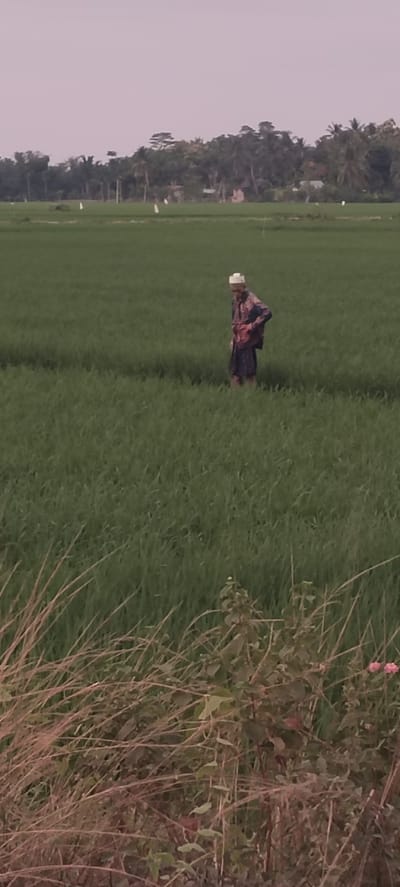 In Seunebokbaro, Indonesia, an elderly man wearing a white cap and a patterned shirt and sarong walks through a lush green rice paddy. The rice field stretches towards a backdrop of trees and a few buildings, under a hazy, pale sky. In the foreground, dry grass and small plants create a textured border to the scene.