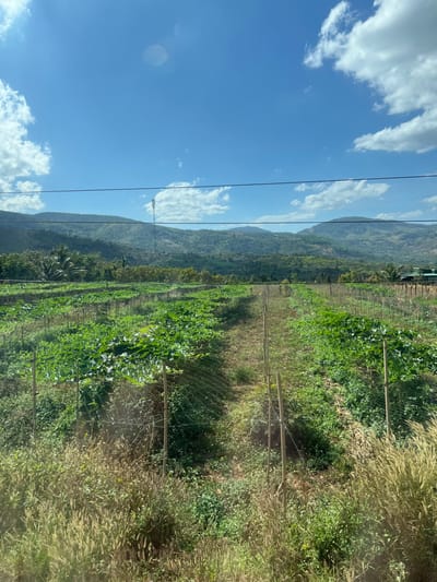 A landscape features a clear blue sky dotted with fluffy white clouds above rolling mountains. Below, a lush green vineyard stretches into the distance, bordered by taller grasses. Power lines run parallel to the field, cutting through the sky. The scene is captured in bright daylight, showcasing a vibrant and agricultural landscape. The image orientation is vertical.