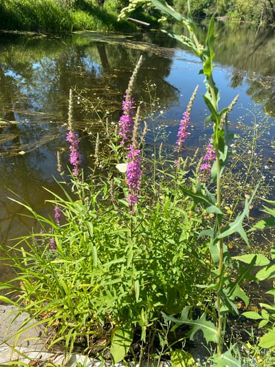 A white butterfly rests on a cluster of pink flowers growing on the bank of a body of water. The water is dark and reflects the surrounding trees and sky. Green grass and other plants grow along the edge of the water. In the background, more trees and vegetation are visible. The scene is likely located in Doroshivka, Ukraine, given the context.