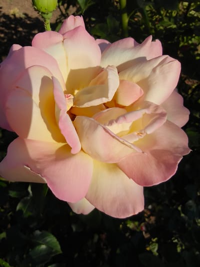 This media file is a close-up, vertical shot of a large, light pink and yellow rose in full bloom. The rose is the central subject, with its delicate petals unfurling in layers, creating a soft and inviting texture. The lighting suggests it is daytime, likely morning or late afternoon, as warm sunlight casts gentle shadows on the petals, highlighting their curves and velvety appearance.
The rose is situated outdoors, with a dark, out-of-focus background of green foliage and a hint of what appears to be a seed pod or bud on a stem in the upper left corner. The natural setting implies a garden or a park. There is no visible text in the image. The overall mood conveyed is one of natural beauty and tranquility, emphasized by the soft color gradient of the rose petals, transitioning from a pale yellow at the center to a blush pink at the edges. The focus is entirely on the intricate details and soft hues of the flower.