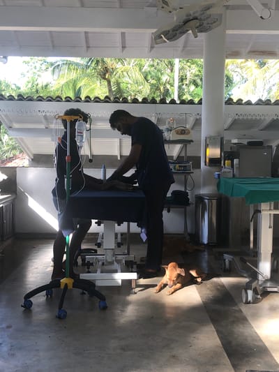 This image captures a semi-open veterinary facility located in Heenatigala Junction, Sri Lanka, under bright natural daylight, creating distinct sunlit areas and shadows on the concrete floor. Two adult males are engaged with a brown dog lying on a dark blue-draped medical examination table. The male on the left, wearing a dark shirt and light shorts, stands next to a mobile IV stand from which fluids are administered to the animal. The male on the right, dressed in dark scrubs, leans over the dog, performing a medical procedure. On the concrete floor, a light brown dog rests in a sunlit area in the foreground, with its eyes closed. Another brown dog is partially visible lying in the shadows of the background. The facility's interior features a white ceiling with exposed beams, an overhead multi-faceted surgical light fixture, and decorative white fretwork lining the upper wall. The open structure reveals lush tropical foliage and palm trees beyond. Medical equipment, including a monitor, a stainless steel trash bin, a wall-mounted mirror, and a refrigerator, are positioned against the white support columns and walls.