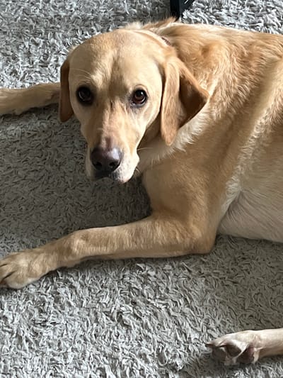 A golden Labrador dog lies on a gray carpet, head turned towards the camera. The dog's fur is short and smooth. Its eyes are dark and its nose is black. The carpet is dense and textured. The location is not evident in the image.