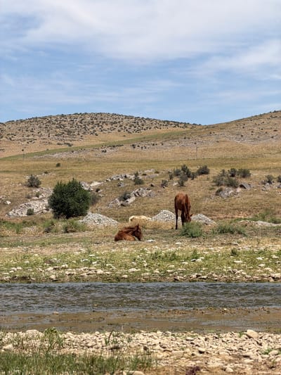 A wide shot captures a natural landscape featuring a flowing body of water in the foreground, bordered by a rocky, grassy bank. Beyond the water, a dry, hilly terrain stretches into the distance, sparsely dotted with small bushes and rocks. A medium-sized, leafy green tree stands out on the mid-ground. Several horses are present in the scene: one brown horse is standing and grazing in the mid-ground, while another brown horse is lying down in the foreground. A lighter-colored horse is also visible lying down near the standing horse. The sky above is a pale blue with scattered white clouds, suggesting a daytime setting. The overall impression is a rural, natural environment. The image is not specified to be in Temirlanovka, Kazakhstan.