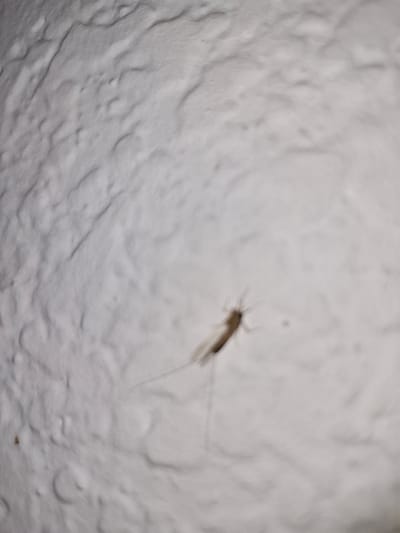The image shows a silverfish on a textured, possibly plastered, white surface. The location is purportedly in Xirivella, Spain, but this cannot be confirmed visually. The silverfish is in the center of the frame.