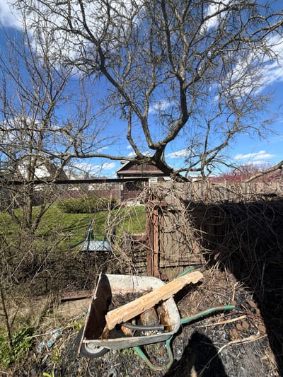 The image shows a yard in Нива Снт, Russia. A leafless tree dominates the left side of the frame, with branches reaching towards a blue sky with scattered clouds. In the background, a brown building with a white window is visible. A chain-link fence runs across the middle ground, separating the yard from a patch of green grass. To the right, a wheelbarrow with a rusted metal container is filled with various items, including a piece of wood and a black hose. The ground around the wheelbarrow is covered in dry grass and debris, partially in shadow.