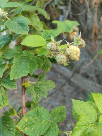 The image shows an unripe cluster of raspberries on a branch. The berries are a pale yellow-green color and are still small, with visible drupelets. They are surrounded by green leaves, some of which have yellow spots, suggesting a potential plant ailment. The branch itself is thin and woody. In the background, the setting is blurred, with hints of dry, rocky terrain and possibly some foliage. The lighting suggests it could be daytime, with soft light illuminating the plants. There are no people or visible text in the image. The scene appears to be outdoors in a natural environment.