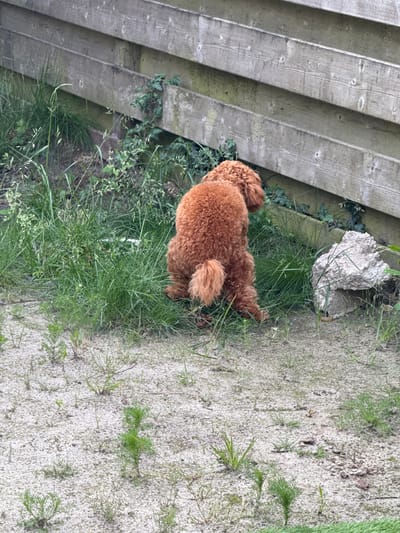 A medium-sized, reddish-brown poodle is defecating in a patch of grass and sand next to a wooden fence. The poodle is facing away from the camera, with its tail curled over its back. There is some greenery and a large, rough-textured rock to the right of the poodle. The ground is a mixture of sand and sparse vegetation. The fence appears to be made of weathered wooden planks. The scene is outdoors, likely in a backyard or park area. The location is Marum, Netherlands.