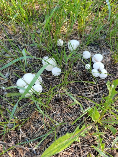 A cluster of small, white, puffball mushrooms are growing on the ground amidst dry grass and pine needles. The mushrooms are round and appear fuzzy, with some showing dew drops on their surfaces. The environment suggests a natural, outdoor setting, possibly a wooded area or a grassy field. There are no people or other subjects visible in the image. The scene is static and appears to have been captured on a bright, possibly early morning, day. There is no information in the image to specifically link it to Dimitrovskii, Russia.