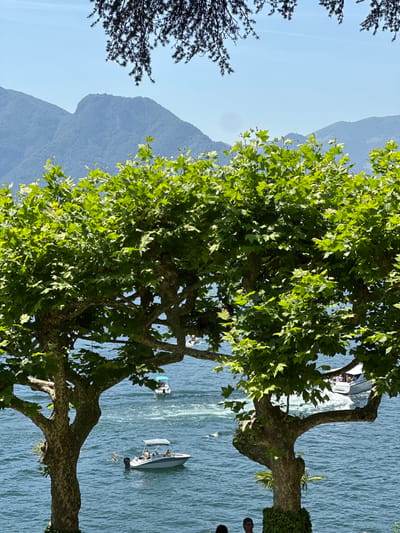The media file depicts a sunny day by a body of water, possibly a lake, with boats sailing. In the foreground, a large tree with vibrant green leaves partially obscures the view. The water is a bright blue and appears choppy, indicating some wind or movement from the boats. Two boats are visible on the water. One is a smaller motorboat with people inside, and further in the distance, another boat is visible. In the background, a large mountain range is covered in lush green foliage. The sky is clear and blue, suggesting fair weather. The scene evokes a sense of leisure and outdoor activity. The location context provided is Tremezzina, Italy, which aligns with the mountainous landscape and the presence of boats on a large body of water. There is no visible text in the media file.