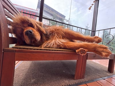 A fluffy, reddish-brown dog is sleeping soundly on a wooden bench outdoors. The dog's eyes are closed, and its body is stretched out across the bench. The bench is made of dark wood and has a striped rug underneath it. In the background, there is a large window with a view of trees and a cloudy sky. The location is identified as Chesnokovka, Russia.