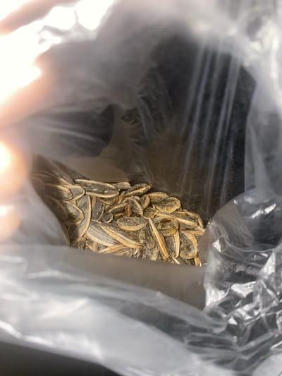 The image displays a close-up, top-down perspective into a partially open, translucent plastic bag filled with numerous shelled sunflower seeds. The seeds exhibit a dark grey and beige-brown mottled appearance, consistent with being roasted or dried, and some show a light residue on their surfaces. A blurred, brightly lit, flesh-toned mass, indicative of a human hand or arm, is visible on the far left, extending into the frame and partially obscuring the bag's opening. This bright element is the primary light source, illuminating the seeds within the bag. The interior of the bag behind the seeds, as well as any external background elements, are completely undifferentiated and dark, offering no discernible environmental details. The image provides no visual information to indicate a specific location, including Kipilovo, Bulgaria. No other individuals or actions are depicted.