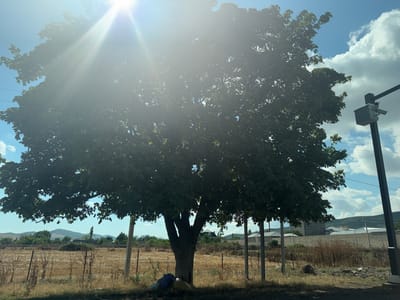 This image depicts a rural scene in Ismailli District, Azerbaijan, under a bright, sunny sky with scattered clouds. The main subject is a large, mature tree with lush green foliage, dominating the center of the frame. The sun's rays are intensely shining from the upper left, creating a lens flare effect that washes out parts of the image.
The setting appears to be a dry, arid field with sparse vegetation and a visible fence line in the foreground. Several wooden posts are scattered across the landscape, some supporting the fence and others standing independently. In the background, there are buildings, possibly houses and other structures, with a wall and more fencing. Rolling hills or mountains are visible in the far distance, suggesting a somewhat mountainous or hilly region.
On the right side of the image, a dark pole supports a security camera in a protective box, indicating a possibility of surveillance or security measures in the area. At the base of the large tree, there are a few dark-colored objects that could be bags or clothing, and a yellow object resembling a round cushion or mat.
The time of day is clearly daytime, given the bright sunlight and strong shadows (though the sun's glare makes shadows less distinct in some areas). The weather appears to be warm and clear, with the sun being the primary source of light. The overall mood is serene and natural, with a touch of modern infrastructure due to the security camera. No visible text is present in the image.