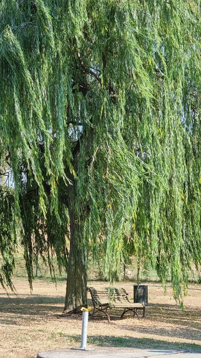A weeping willow tree dominates the frame, its long, green branches cascading down to create a natural canopy over a park scene. Beneath the tree, a weathered wooden park bench with an ornate metal frame sits on a bed of dry leaves and grass. To the right of the bench, a dark, cylindrical trash can stands. In the foreground, a metallic pole with a yellow object is visible. The ground is covered in a mix of dry grass, leaves, and some patches of exposed earth. In the background, a gentle slope covered in grass rises, with some distant trees and a bright blue sky visible above. The image appears to be taken in a park or outdoor recreational area.