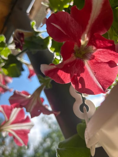 The image captures a close-up view of red and white petunia flowers in bloom, seen from a low angle looking upwards. The flowers are in focus in the foreground, with their petals displaying a vibrant red color streaked with white. In the background, other petunia flowers, foliage, and a bright blue sky are visible, some out of focus with bokeh effects. A dark vertical pole and a white plastic clip are also present. The scene appears to be an outdoor setting, possibly a garden or balcony, with natural sunlight illuminating the flowers. No people are visible in the image. The location is identified as Gara Oreshets, Bulgaria.