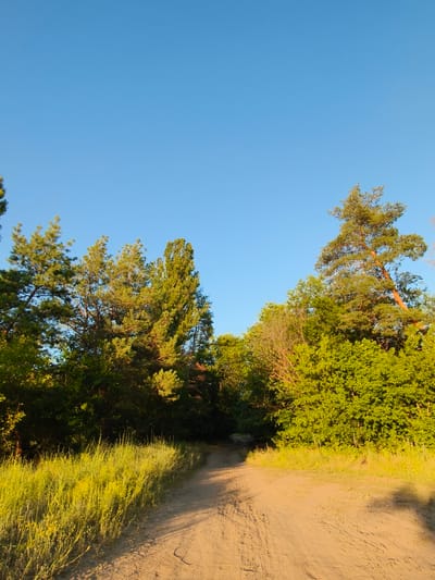 A dirt road curves through a sun-drenched forest in Shyroke, Ukraine. The path, a light sandy brown, is marked with tire tracks and appears to be well-traveled. On either side of the road, tall grasses, some tipped with yellow blossoms, grow in abundance. The foliage of the surrounding trees, predominantly coniferous with some deciduous varieties, creates a dense canopy. The trees are a vibrant green, illuminated by the warm, golden light of the setting sun. The sky above is a clear, bright blue, with no clouds visible. The overall scene evokes a sense of peace and natural beauty, likely captured during late afternoon or early evening. No people or specific objects are discernible in the frame, and there is no visible text.