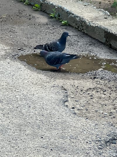 This image depicts two rock pigeons (Columba livia) on a ground surface, presumed to be in the city of Yerzovka, Russia. The foreground and midground consist of coarse, light-colored asphalt or gravel with embedded darker stones. A small, irregularly shaped puddle of murky water is visible in the midground, towards the left of the frame. One pigeon, primarily dark grey with lighter wing bars, is positioned with its head lowered into the puddle, appearing to drink. Its visible leg is orange-red. Another pigeon, similar in coloration, stands slightly behind and to the right of the drinking bird, observing. In the background, a concrete curb, possibly weathered and discolored with remnants of blue, runs horizontally. Small green plants and weeds are growing at the base and along the top edge of this curb. The lighting suggests an outdoor environment, possibly under natural daylight.