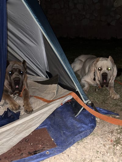 In Kanjoši, Montenegro, at night, two Cane Corso dogs are in and around a partially open tent. The dog on the left is inside the tent, lying down with its head up, looking towards the viewer. It has grey fur, a pink tongue, and blue-tinged eyes. The dog is wearing an orange collar with a metal ring. The tent's interior appears to be lined with grey material, and there are blankets or sleeping mats visible. An orange strap runs across the front of the tent. The second dog is outside the tent, lying on the ground to the right, facing the viewer. This dog has lighter, fawn-colored fur and its eyes reflect green light. It is also wearing an orange collar with a metal clip. The ground around the tent is covered in grass and small rocks. Behind the dogs, a rough stone wall is visible in the dark background.