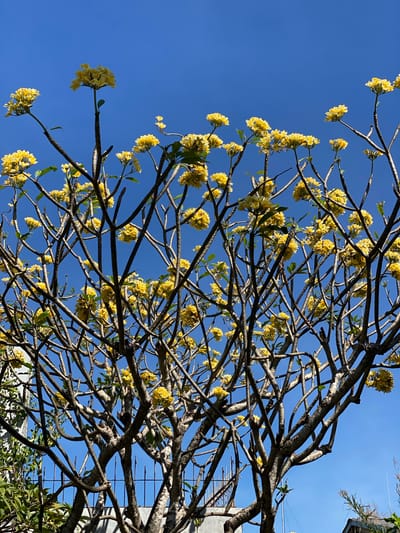 The image shows a close-up, low-angle view of a tree with yellow flowers against a clear blue sky. The tree has a dense network of branches, many of which are bare, but clusters of small, yellow flowers are visible throughout the canopy. Some green leaves are also interspersed among the branches. In the background, a black metal fence and parts of buildings are visible, suggesting an outdoor urban or suburban setting. The overall impression is of a flowering tree on a sunny day in Denpasar Barat, Indonesia.