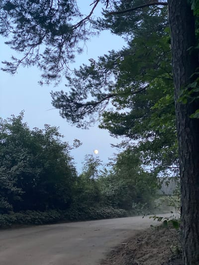 The image depicts a rural scene at dusk or dawn, with a dirt road curving through a wooded area. The sky is a pale blue, with a faint moon visible through the branches of trees. The trees are dense and leafy, with pine branches overhead. The road appears to be a dirt or gravel track, with a slight incline. In the distance, a building with a grey roof is partially visible through the trees. The overall atmosphere is serene and natural. The location is identified as Драчкаўскі сельскі Савет, Belarus, which is a rural administrative region.